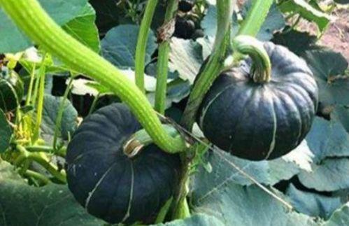 韩城吃瓜事件网红视频,网红视频引发的网络狂欢与争议