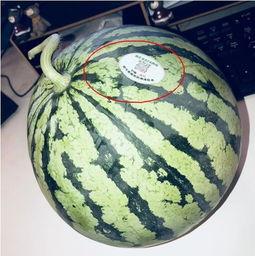 东港网红吃瓜,揭秘幕后故事与热门话题