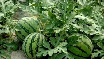 tg网红吃瓜频道,带你领略娱乐圈幕后风云