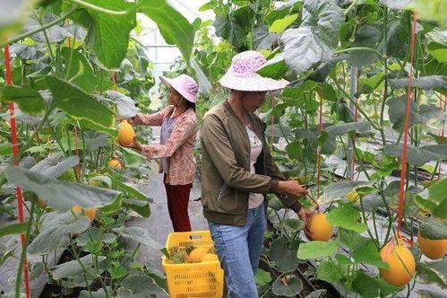 网红吃瓜全家桶,揭秘娱乐圈幕后故事